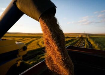 Demanda sustenta preço do arroz, enquanto a colheita é finalizada com bons resultados