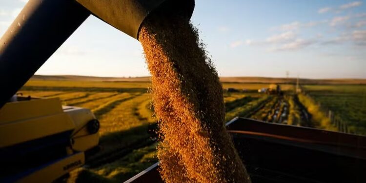 Demanda sustenta preço do arroz, enquanto a colheita é finalizada com bons resultados