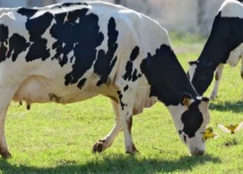 Leite: captação das maiores empresas do país superou 9 bi de litros em 2023