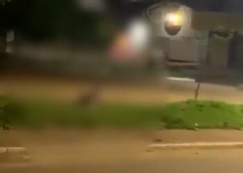 Casal é flagrado fazendo sexo no canteiro de avenida no centro de Palmas e imagens viralizam