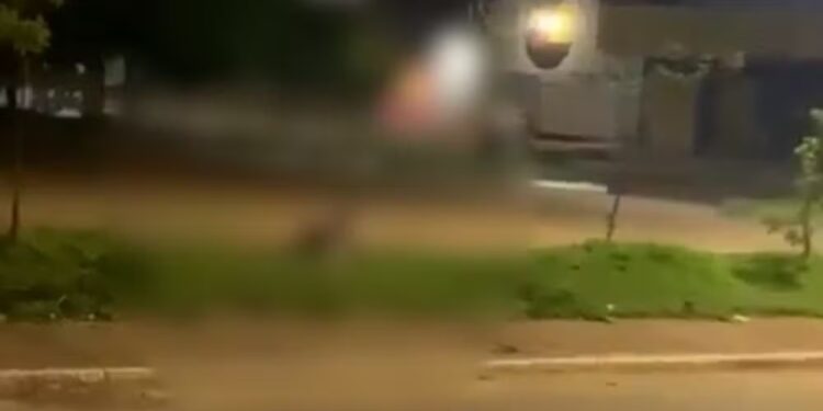 Casal é flagrado fazendo sexo no canteiro de avenida no centro de Palmas e imagens viralizam