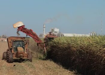 Colheita de cana deve cair em 2024/25, mas produção de açúcar vai aumentar, diz Conab