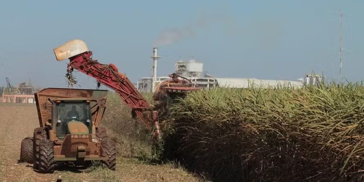 Colheita de cana deve cair em 2024/25, mas produção de açúcar vai aumentar, diz Conab