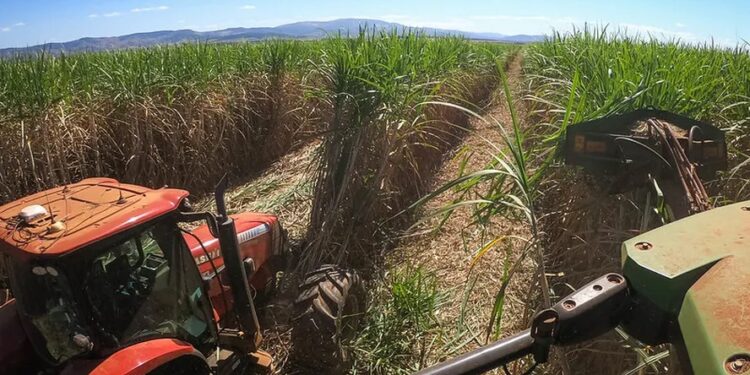 Moagem de cana cresce 14% na primeira quinzena de abril, informa Unica