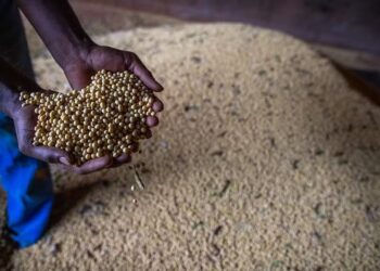 Preço da soja se mantém em elevação no mercado interno
