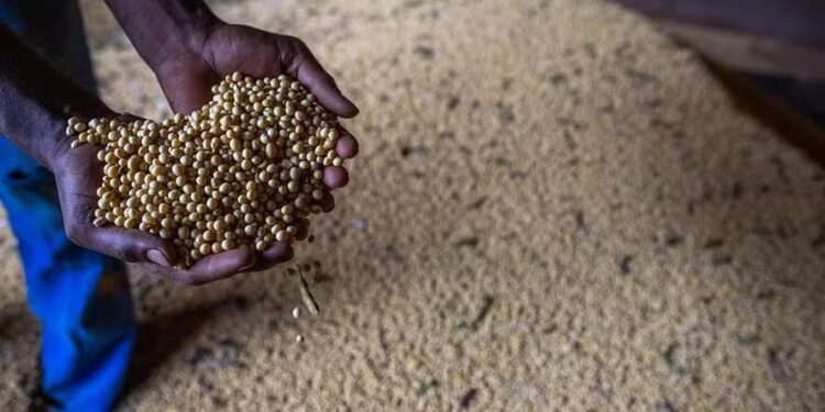 Preço da soja se mantém em elevação no mercado interno