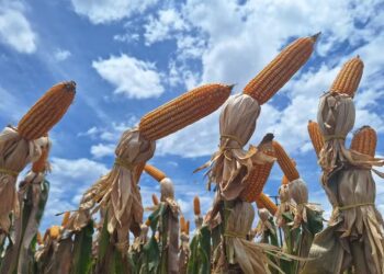 Preços do milho caem para os níveis de outubro de 2023, informa Cepea