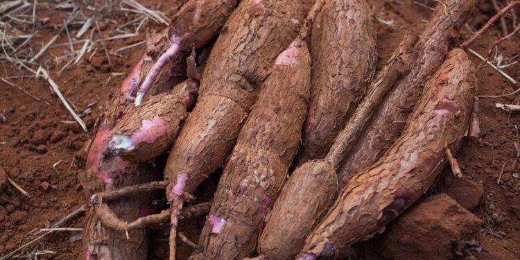 Oferta de mandioca aumenta nas regiões produtoras, informa Cepea