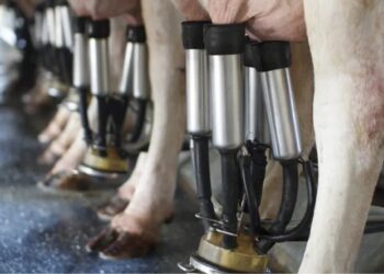 Preço do leite ao produtor apresentou valorização em março, informa Cepea