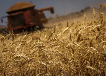 Área de trigo pode diminuir após crescimento de 70% nas últimas quatro safras