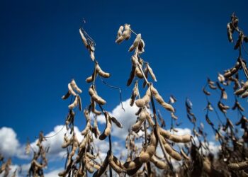 Produtores buscam custeio como saída para atravessar queda de preços, diz Cresol