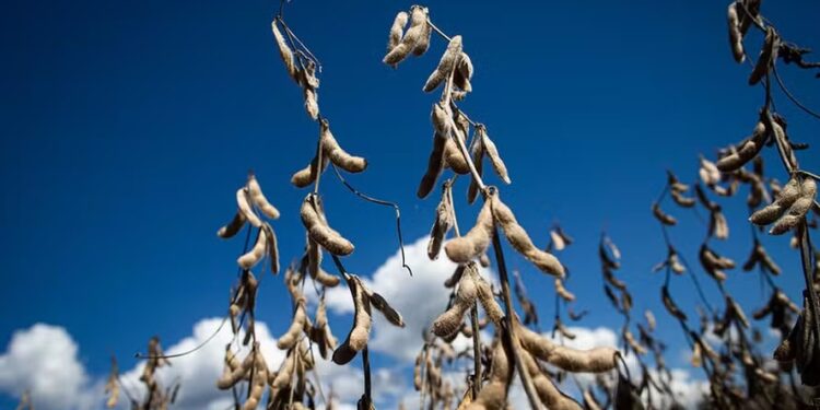 Produtores buscam custeio como saída para atravessar queda de preços, diz Cresol