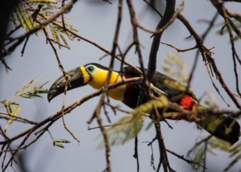 Parque Estadual do Lajeado celebra 23 anos com programação destinada a observação de aves
