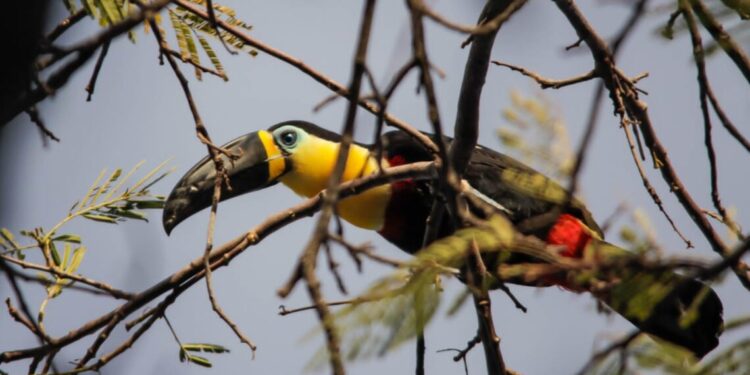 Unidade de Conservação apresenta rica biodiversidade de aves - Foto: Gisele Milare/Arquivo pessoal
