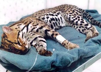 Marcus Marcelo requer convênio para que quase 150 animais silvestres não fiquem sem atendimento