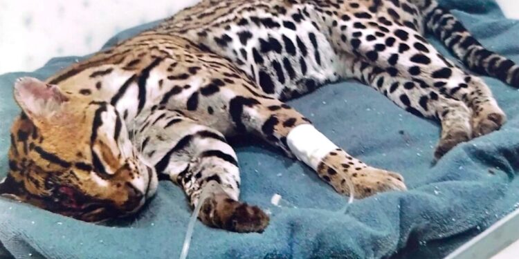 Marcus Marcelo requer convênio para que quase 150 animais silvestres não fiquem sem atendimento