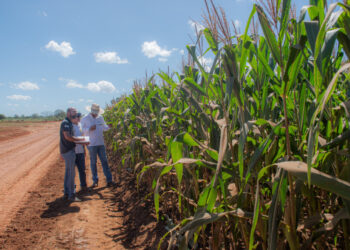 Adapec conclui monitoramento das doenças relacionadas ao complexo de enfezamento na cultura do milho no Tocantins
