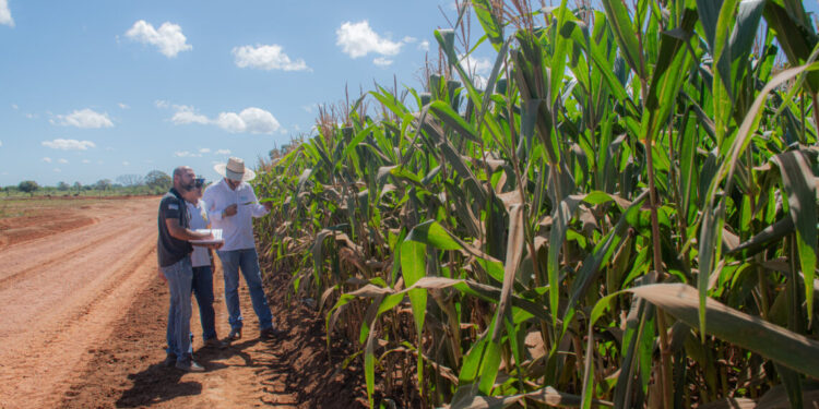 Adapec conclui monitoramento das doenças relacionadas ao complexo de enfezamento na cultura do milho no Tocantins