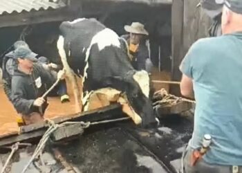 Para indústria de aves e suínos, desabastecimento no RS é “inevitável”