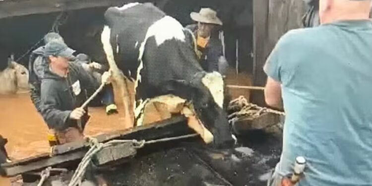 Para indústria de aves e suínos, desabastecimento no RS é “inevitável”