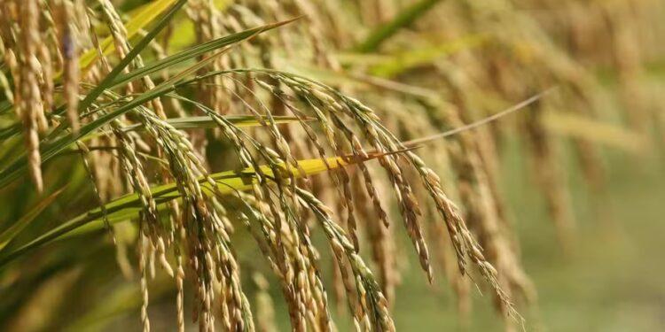 Até o início dos temporais, 83% da área total semeada no RS - de 900 mil hectares - já havia sido colhida — Foto: Divulgação Federarroz