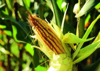 Onda de calor no Centro do país deve prejudicar produção no campo