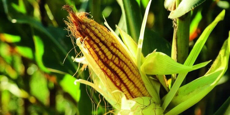 Onda de calor no Centro do país deve prejudicar produção no campo