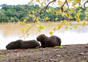 Prefeitura intensifica ações de prevenção a febre maculosa com capivaras em parque de Palmas