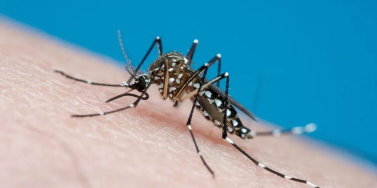 É possível prever epidemias de chikungunya por meio de vigilância, diz estudo