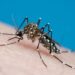 É possível prever epidemias de chikungunya por meio de vigilância, diz estudo
