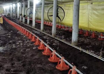 Setor de aves do RS pede recursos e crédito para reestruturação