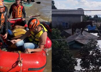 Cavalo "Caramelo" é resgatado por bombeiros e voluntários após ficar ilhado em Canoas (RS) Reprodução/SSP-SP