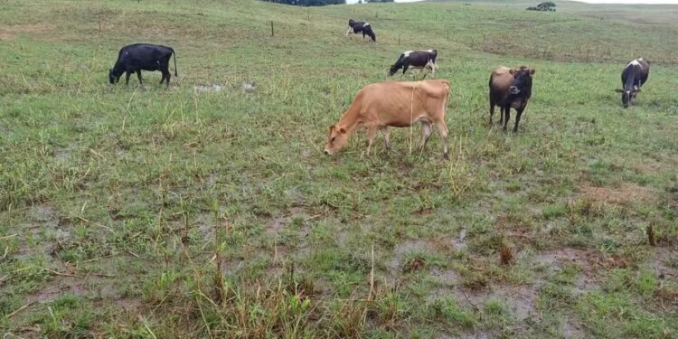 Chuvas no RS: produtora de leite chora e quer mudar de atividade