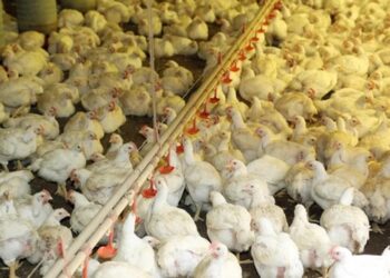 Não há dúvida de que teremos dias difíceis pela frente”, avalia Ricardo Santin, da ABPA — Foto: Globo Rural