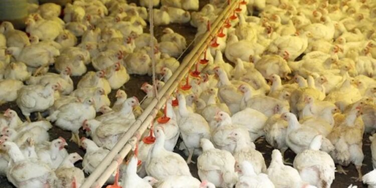 Enchentes no RS podem espalhar alta de preços de frango e suíno pelo Brasil