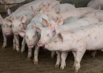 Abates de suínos e frango caíram no primeiro trimestre de 2024