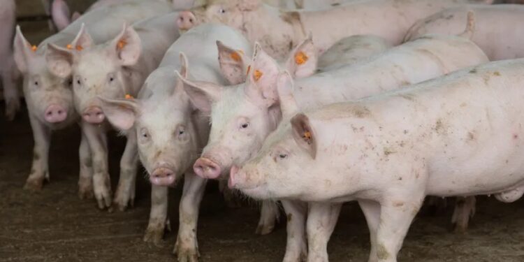 Abates de suínos e frango caíram no primeiro trimestre de 2024