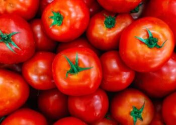 Área com tomate para indústria deve ter queda de 1% em 2024