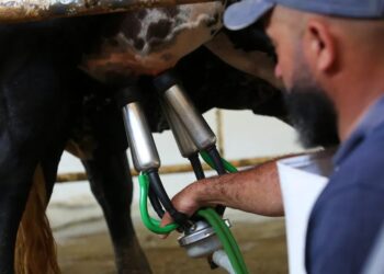 Laticínios e produtores de leite devem se unir para melhorar resultados