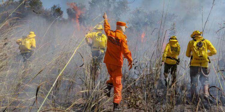 Processo seletivo oferece 80 vagas para brigadistas atuarem em incêndios florestais no Tocantins