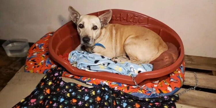 Antigo hotel vira abrigo para animais em Novo Hamburgo (RS)