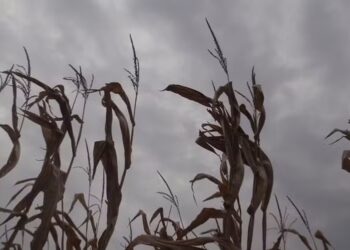 Chuvas prejudicam lavouras no Maranhão após seca gerar perdas de até 15% no Estado