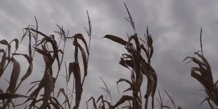 Chuvas prejudicam lavouras no Maranhão após seca gerar perdas de até 15% no Estado