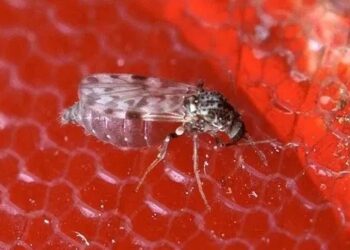 Oropouche também é transmitido por mosquito