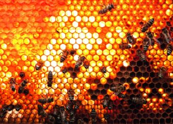 Inundações dizimam abelhas no RS e ameaçam domínio do mel do Estado