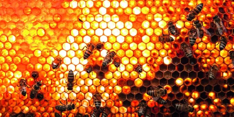 Inundações dizimam abelhas no RS e ameaçam domínio do mel do Estado