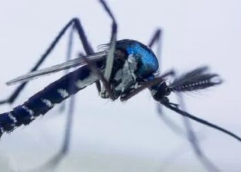 Vírus mayaro é transmitido pelo mosquito silvestre Haemagogus janthinomys Josue Damacena/ Fiocruz