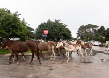 Manejo de animais é desafio no RS afetado pelas chuvas