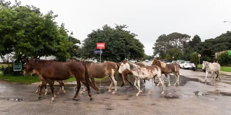 Manejo de animais é desafio no RS afetado pelas chuvas