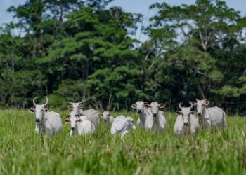 Fernando Sampaio: “Rastreabilidade individual daria um controle muito melhor sobre os animais e do trânsito deles” — Foto: Marcus Mesquita/Divulgação